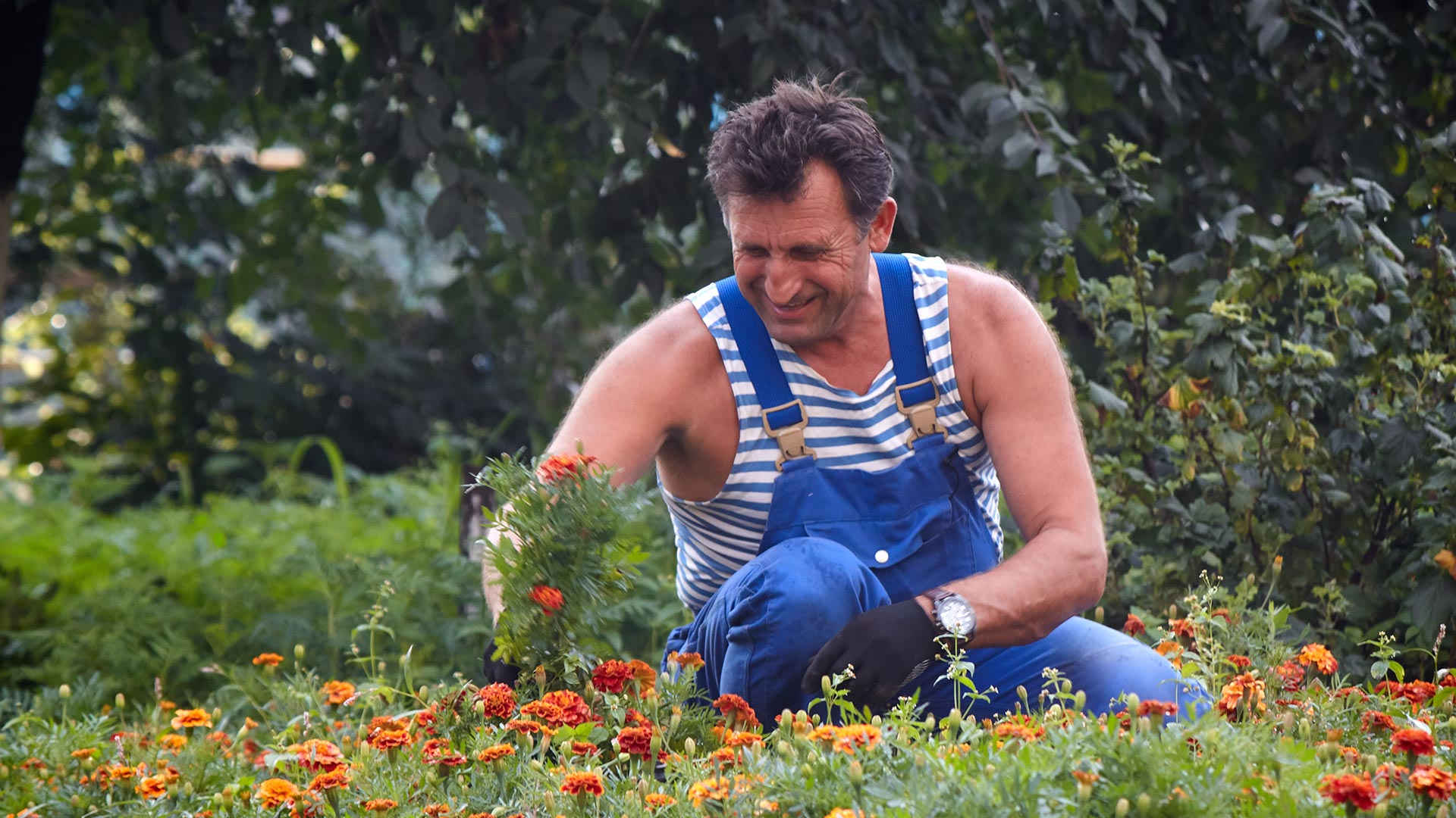 Sunny Marigold makes Ukraine bloom