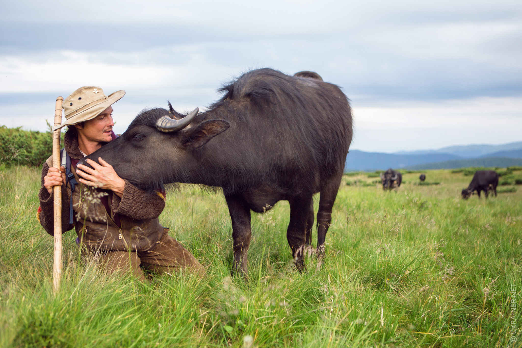 Michel and his Carpathian Buffaloes