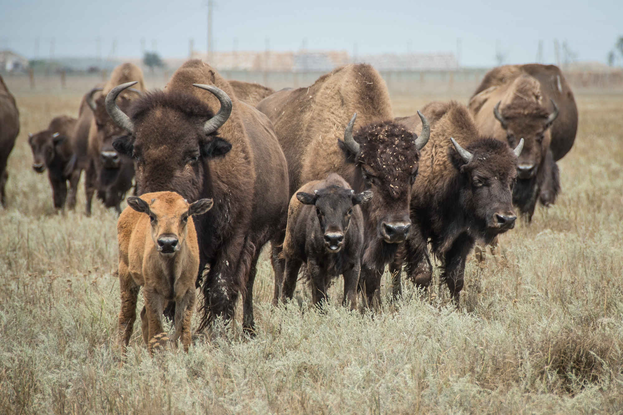 Askania-Nova: The first steppe bioreserve