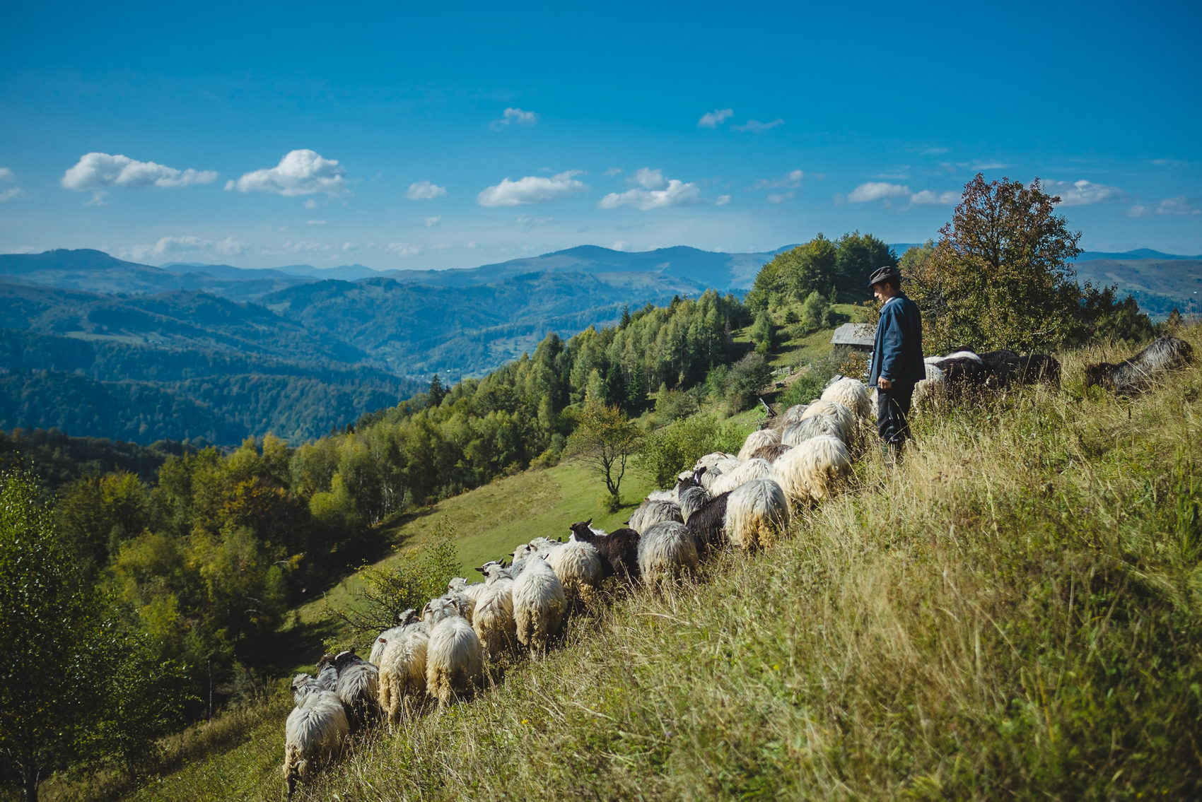 Schafhirt von Beruf