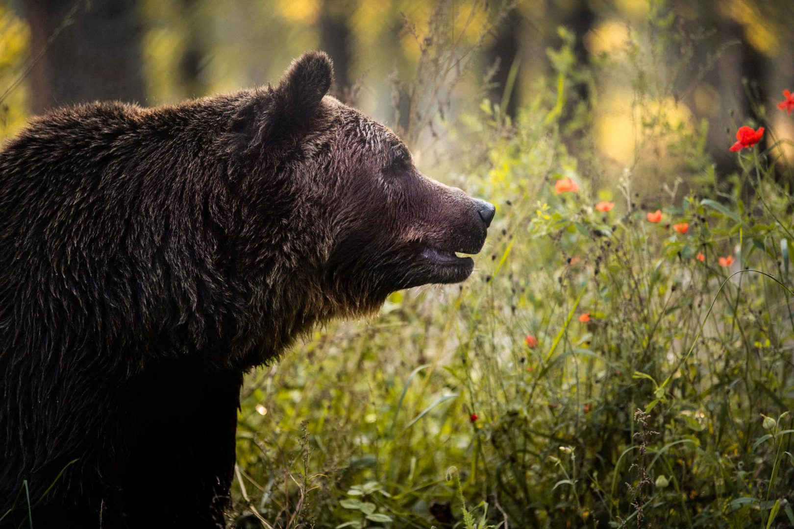 Domazhyr: Bears Rescued From Humans