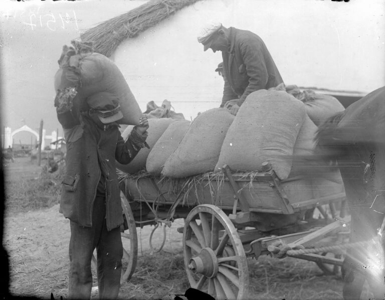 Preparación del grano para su envío al punto de almacenaje de la granja colectiva G. I. Petrovski. Pueblo Petrovo-Solonykha, región de Mykoláyiv, 1933. – Archivo Central Estatal H. Pshenychnyi de Cine, Foto y Audio documentos de Ucrania.