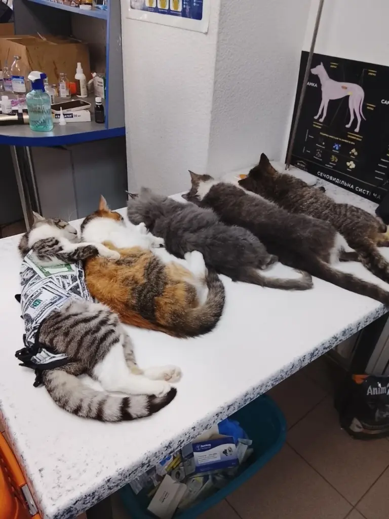 10_Catzen schlafen 1.webp1x