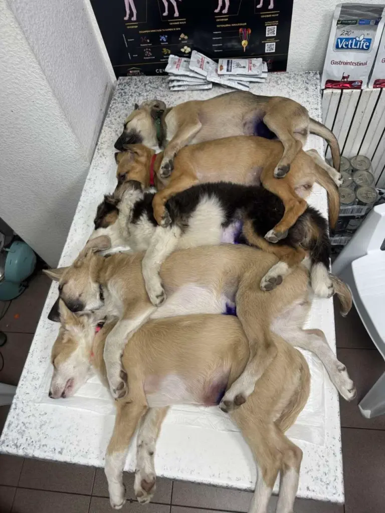 20_Dogs 1.webp1x